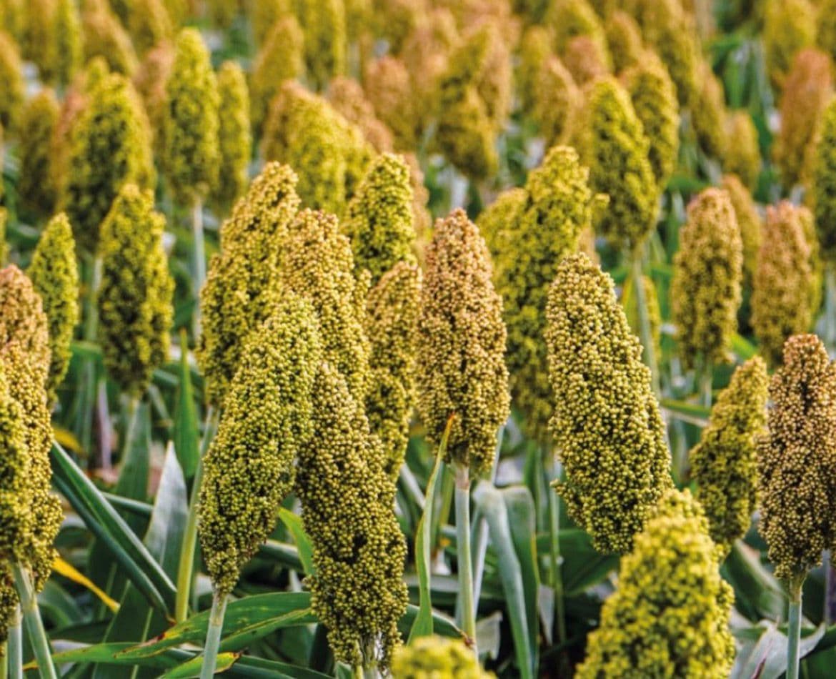 Sorgo
